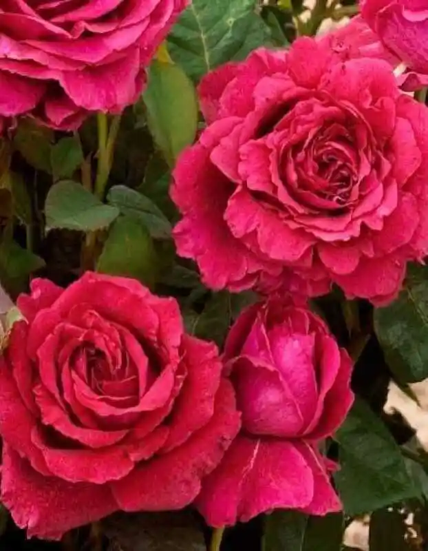 Роза чайно гибридная — роза флорибунда