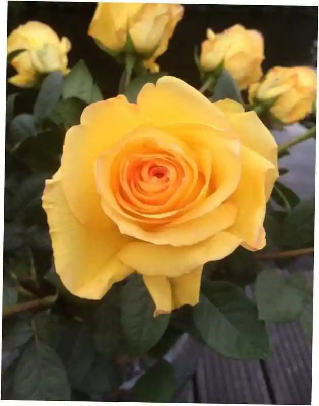 Роза чайно-гибридная дежавю — роза желтая