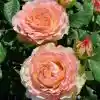 Роза чайно-гибридная джалита — Роза чайно-гибридная дуэт
