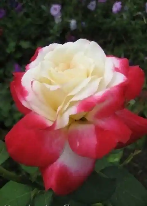 Роза дабл делайт флорибунда — роза чайно гибридная дабл делайт