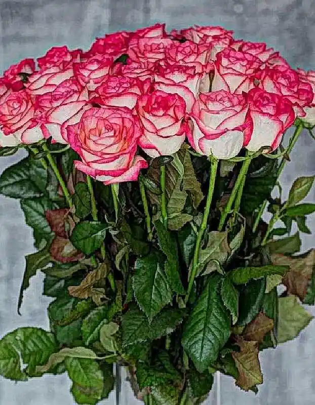 Розовые розы — роза свит джумилия