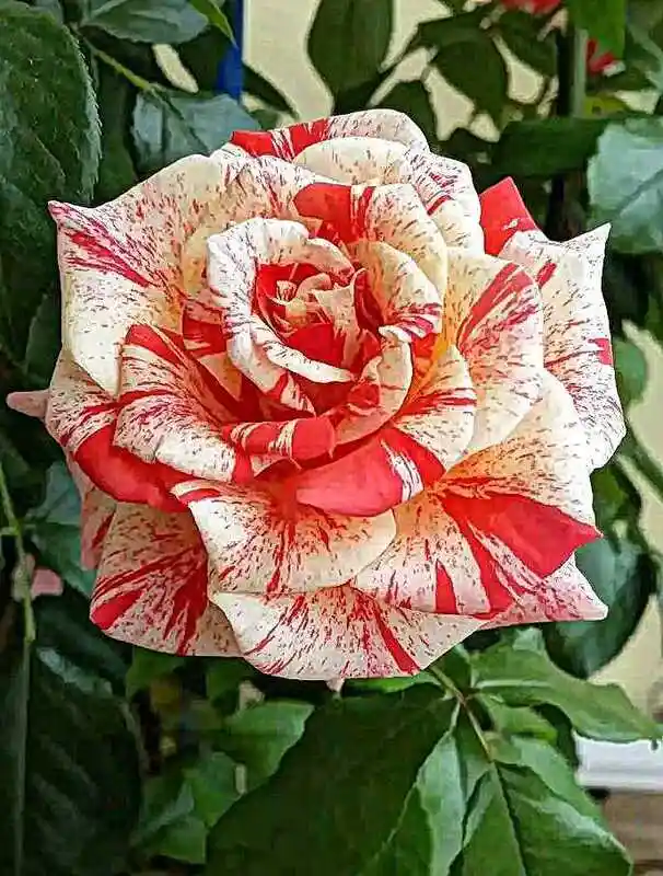 Роза броселианд — роза сильвия