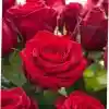Красивые розы — роза чайно-гибридная ред наоми