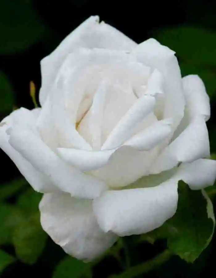 Роза белая роза — белые розы