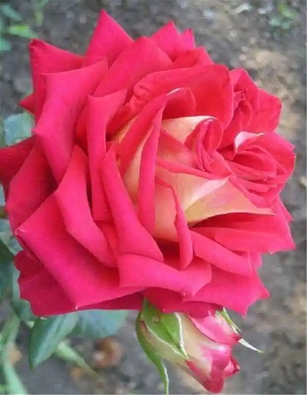 Френдшип роза чайно гибридная — роза нью фейшен