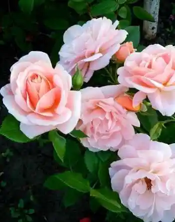 Роза гейша чайно-гибридная — флорибунда роза