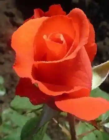 Роза алегрия оранж — Роза чайно гибридная