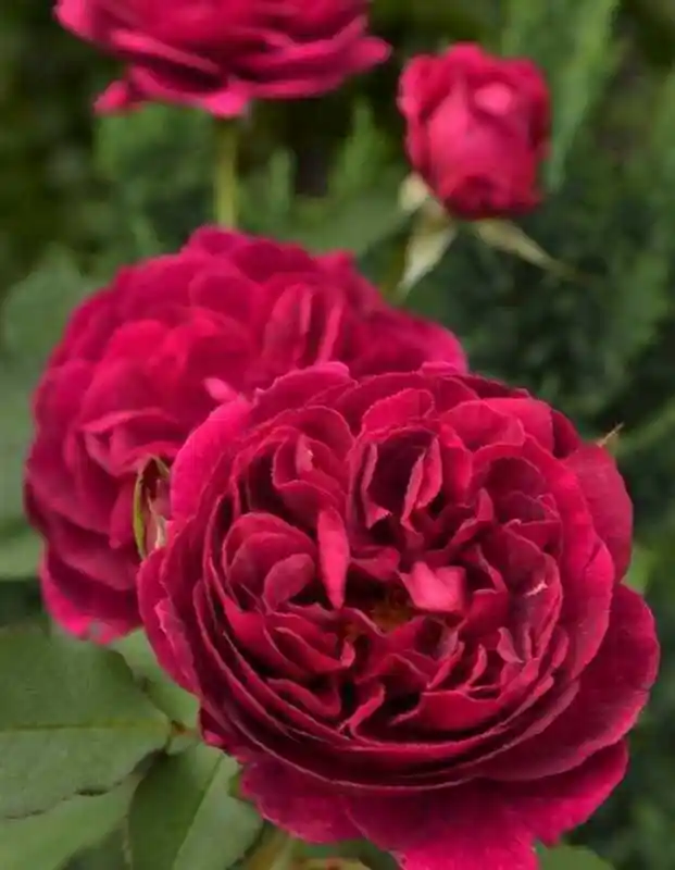 Фальстаф роза остина — роза манстед вуд