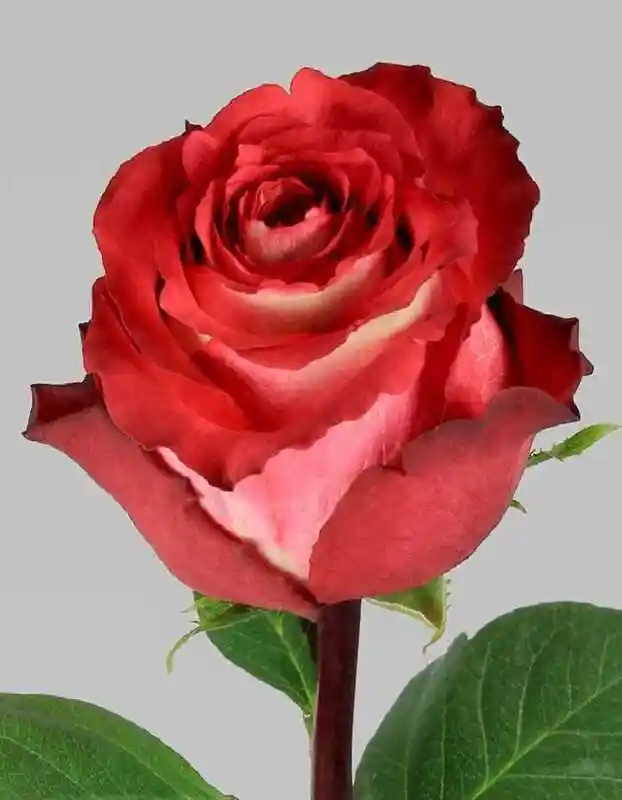 Роза эквадор — роза чайно гибридная