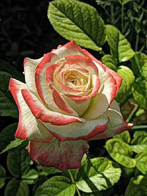 Роза чайно гибридная — Императрица фарах роза