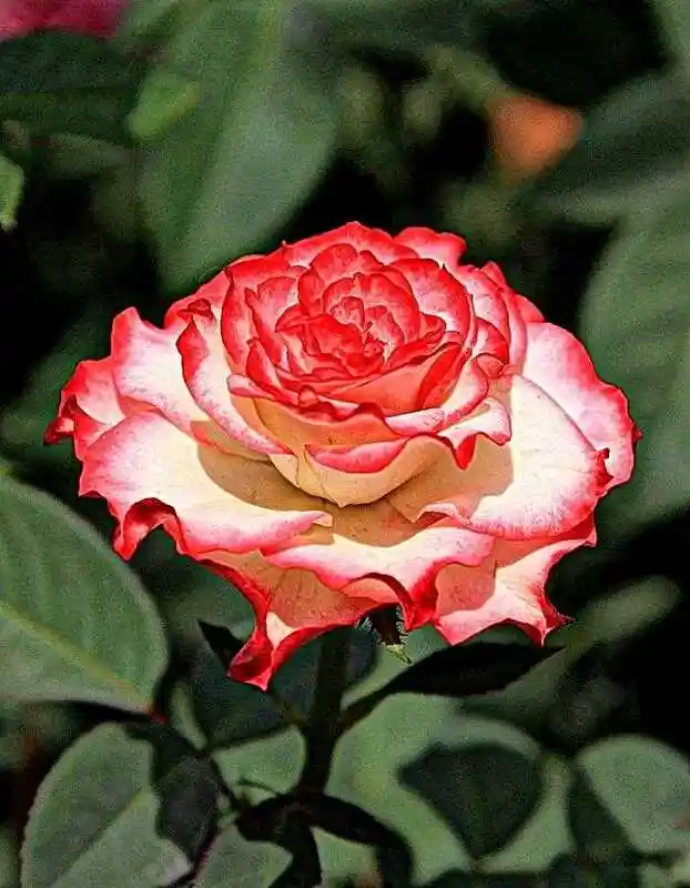 Роза чайно-гибридная испанский танец — розы