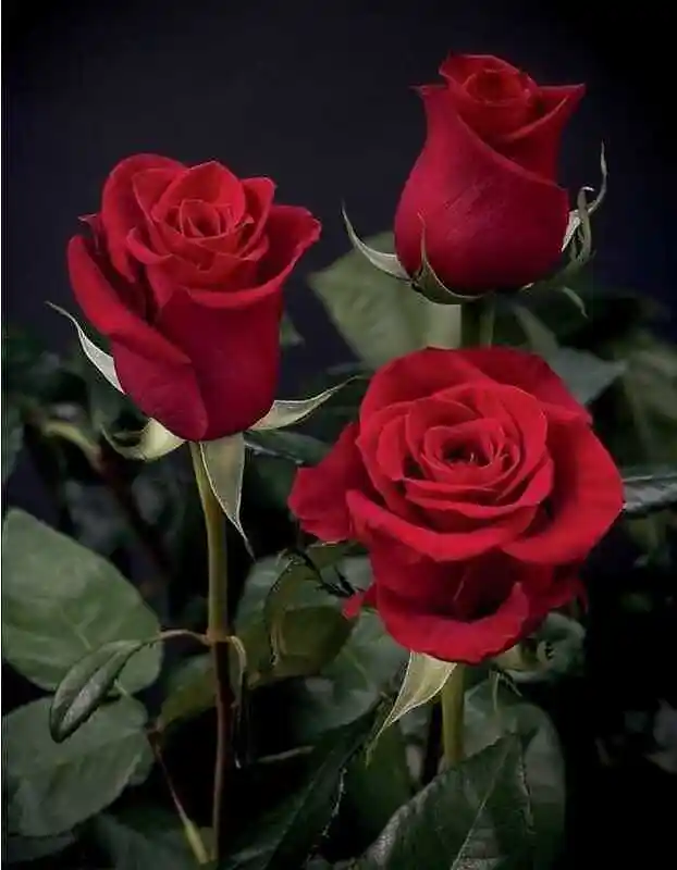 Красные розы — роза чайно гибридная эксплорер