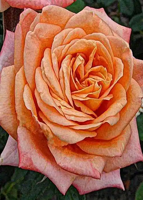 роза камея чайно-гибридная