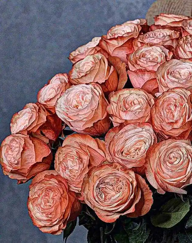 Роза эквадор кахала — роза пионовидная кахала