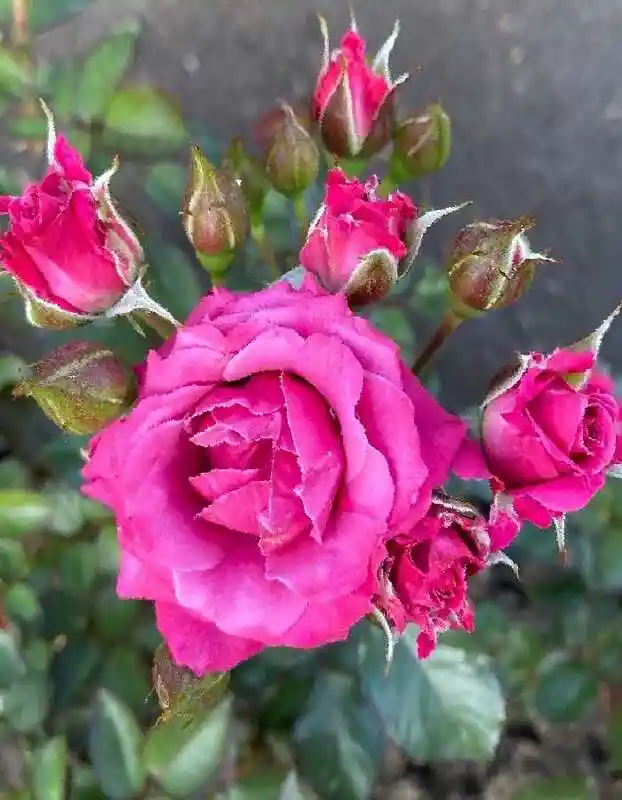 Роза марлен флорибунда — Лавли лидия роза