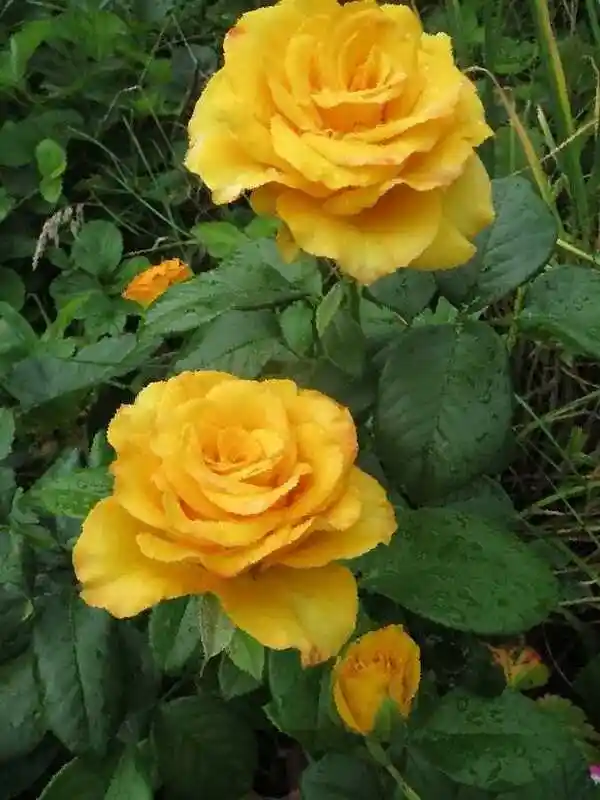 Роза голдштерн плетистая — роза желтая
