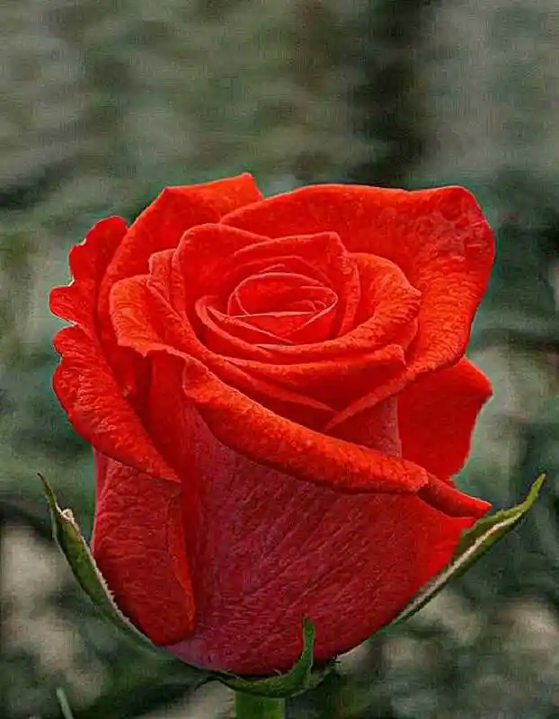 Роза чайно гибридная моника — роза ярко-оранжевая чайно-гибридная