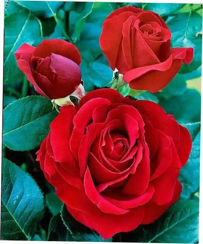 Роза мадам дельбар — роза чайно гибридная