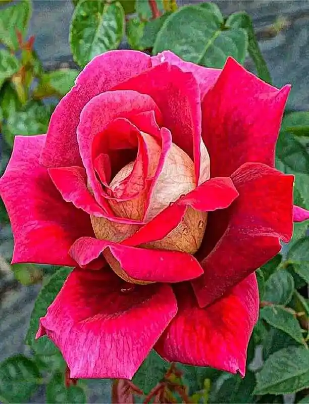 Роза чайно гибридная — роза чайно-гибридная kronenbourg