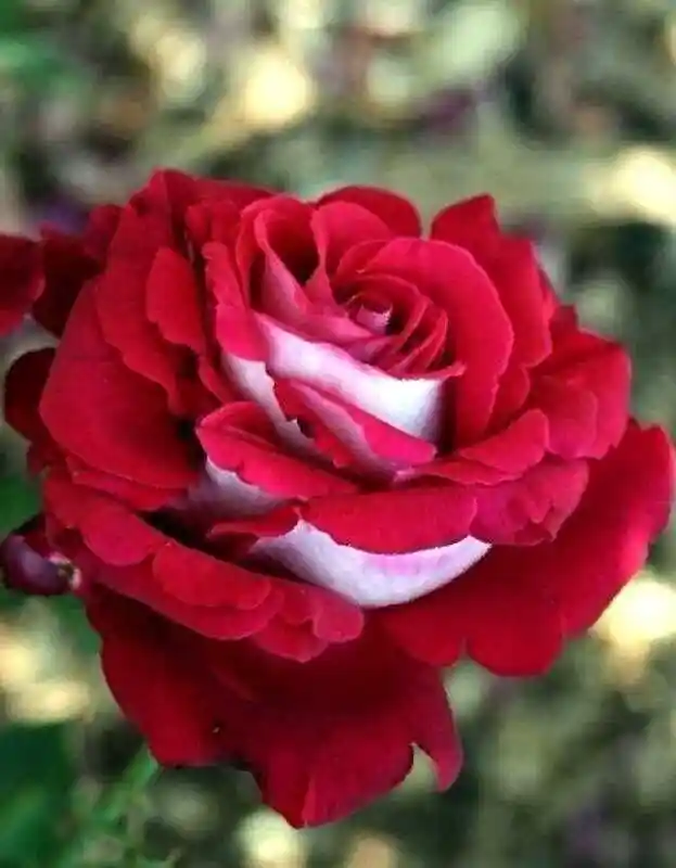 Роза чайно гибридная люксор — роза ред