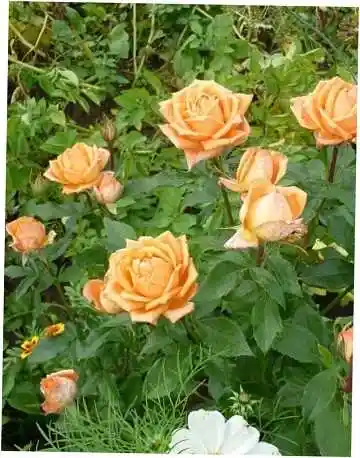 Роза чайно-гибридная лолипоп — роза чайно гибридная