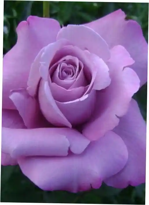 Роза чайно гибридная — роза шарль де голль