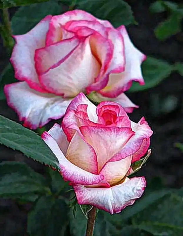 Розы розовые — роза чайно гибридная белла вита