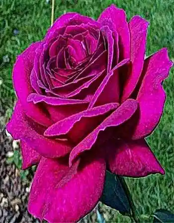 Роза юрианда — роза чайно-гибридная биг пурпл