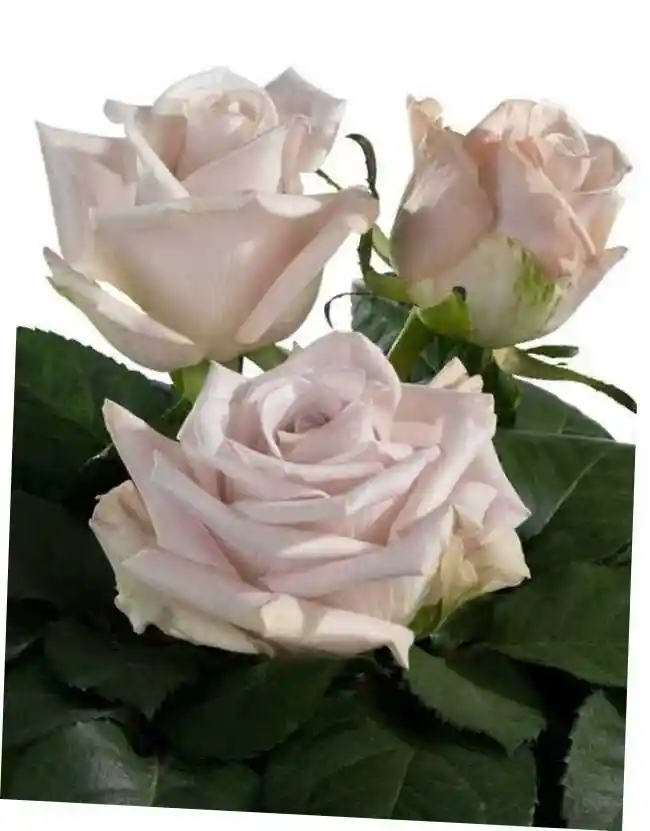 Роза кустовая белая — роза кустовая