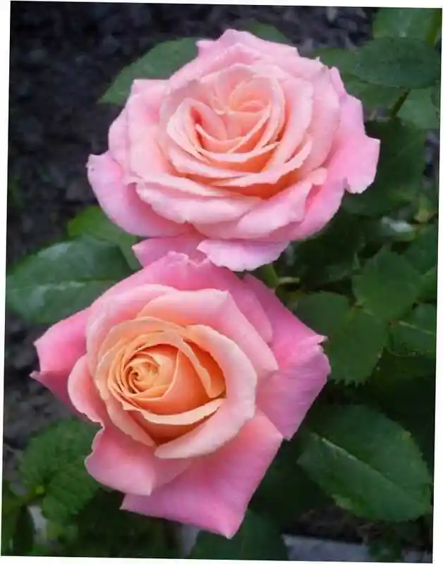 Роза пинк — Роза чайно гибридная