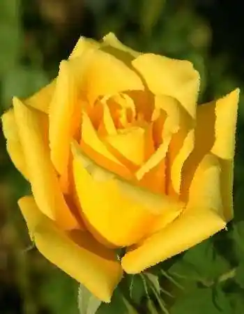 Роза чайно гибридная — роза голден моника