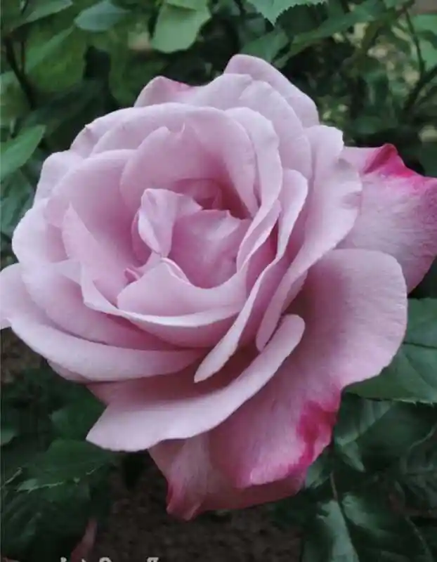 Роза шокинг блю — роза чайно гибридная