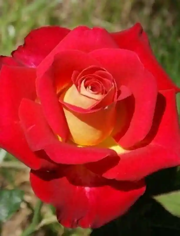 Роза нью фэшн — роза чайно гибридная