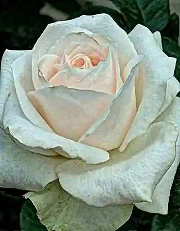 Роза чайно-гибридная клер океан — роза чайно гибридная