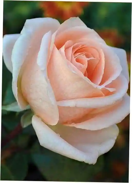 Роза чайно гибридная — аваланж роза