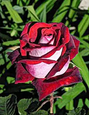 Роза чайно гибридная осирия — роза чайно-гибридная госпел