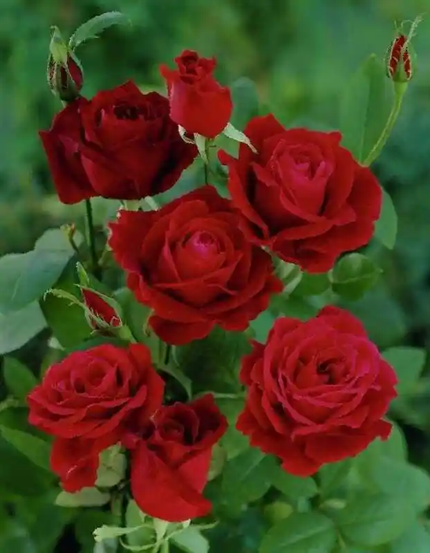 Роза мадам дельбар — флорибунда роза