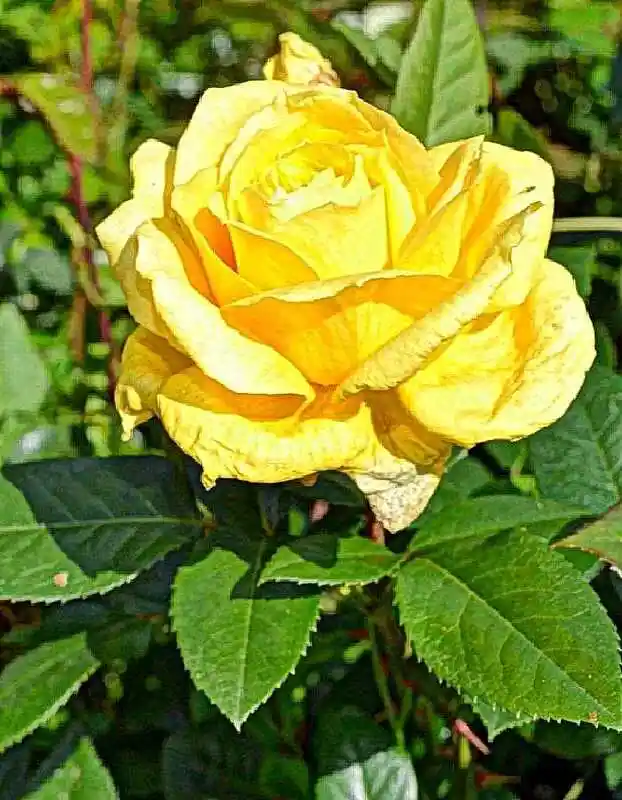 Роза голдштерн плетистая — роза чайно гибридная