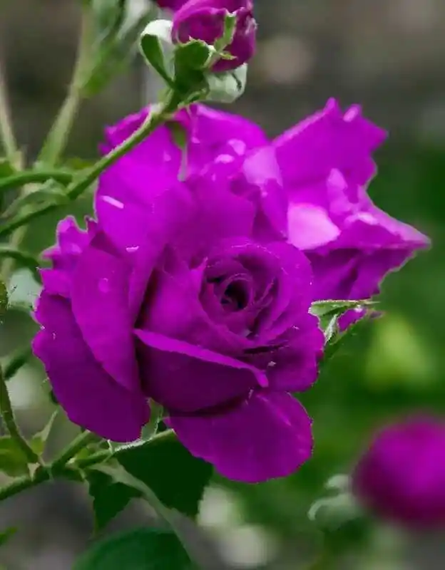 Роза пурпл эмперор — роза парфюм де рев