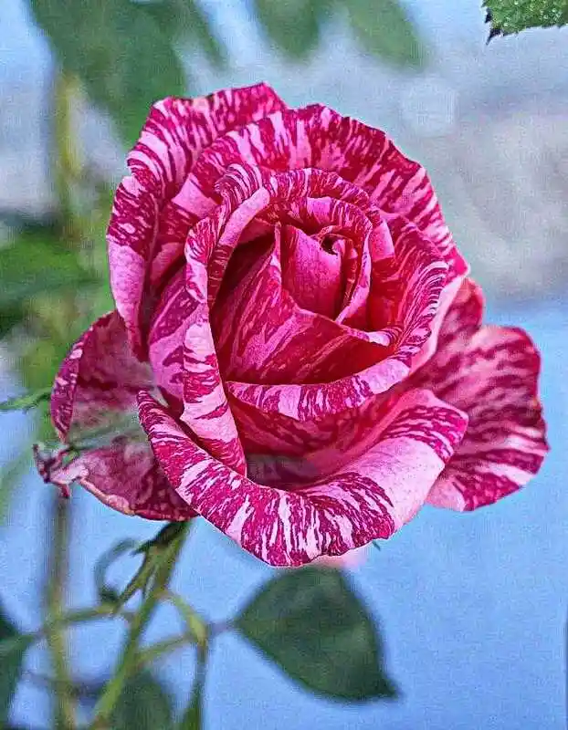 Пинк интуишн роза — роза чайно-гибридная (rosa pink intuition