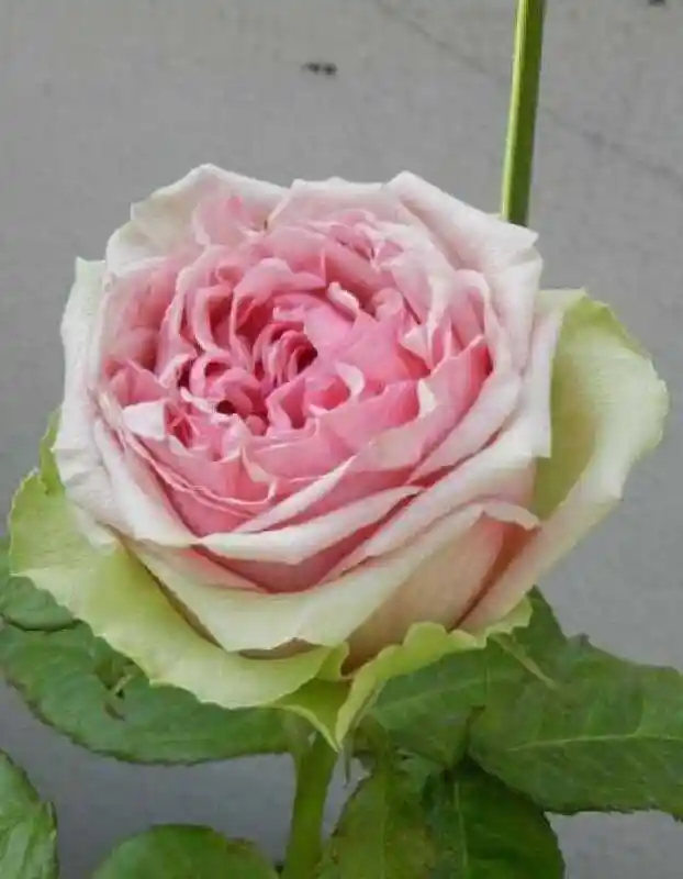 Свит аваланж роза — роза чайно-гибридная питахайя
