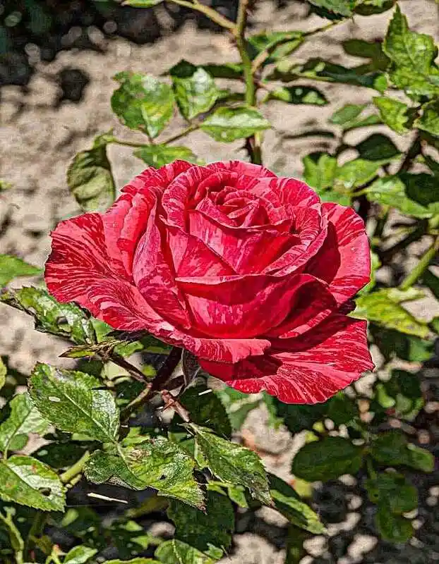 Роза чайно гибридная — сорт розы ред интуишн