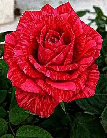 Ред интуишн роза эквадор — сорт розы ред интуишн