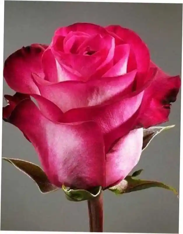 Роза эквадор топаз — роза роза
