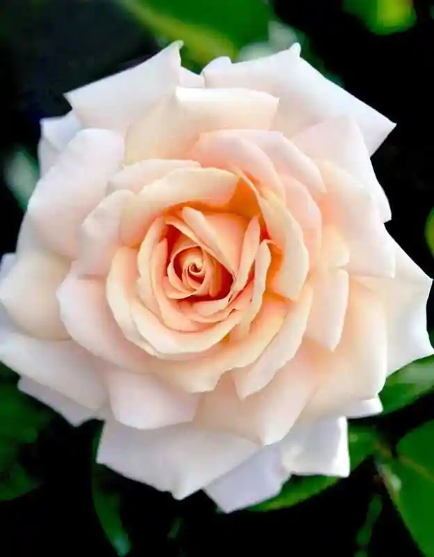 Роза кремовая — розы