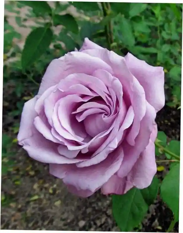 Роза чайно-гибридная стерлинг — роза майнцер фастнахт