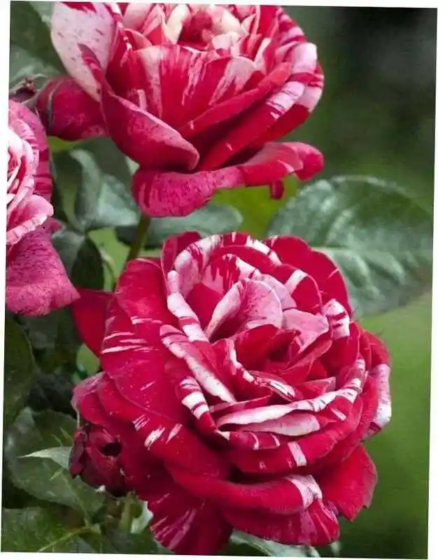 Роза бест импрессион — роза флорибунда папагено