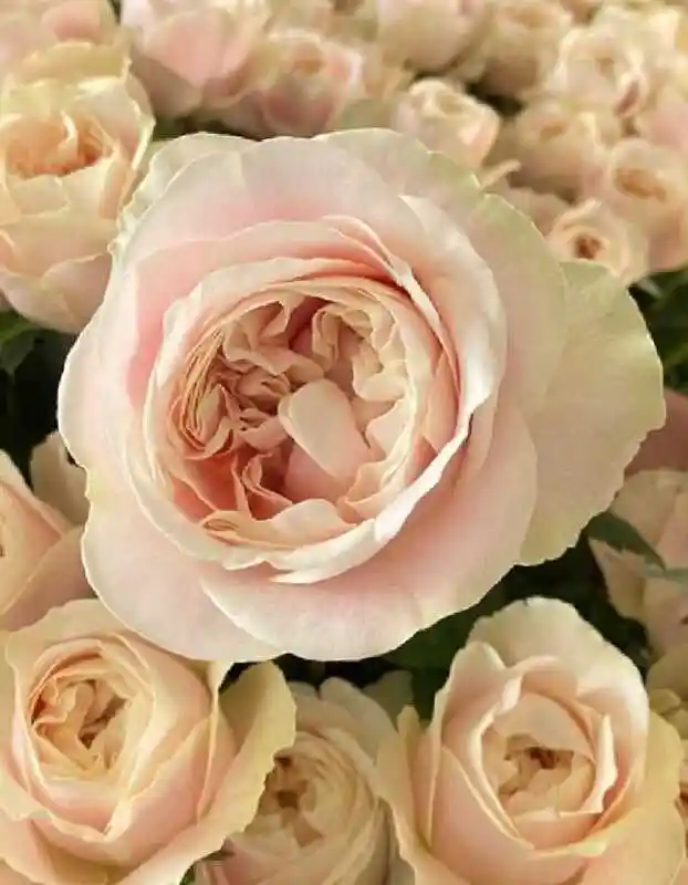 Роза кремовая — роза чиффон