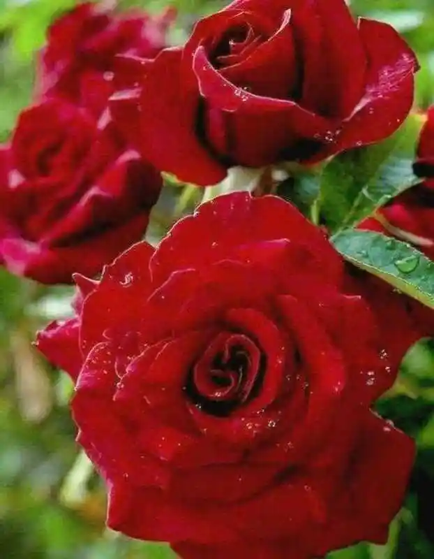 Роза чайно гибридная блэк баккара — роза плетистая