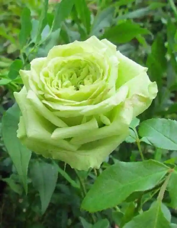 Роза грин глоу — роза супер грин